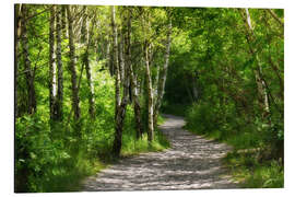 Alubild Weg durch den Birkenwald - Atteloi
