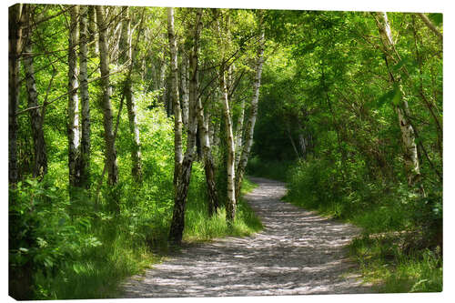 Canvas print Path through the birch forest