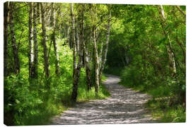 Canvas print Path through the birch forest - Atteloi