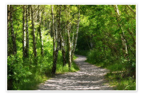 Poster Path through the birch forest