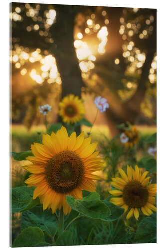 Akrylglastavla Sunflowers and sunrays