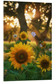 Akrylglastavla Sunflowers and sunrays - Martin Podt