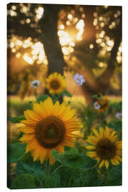 Canvas print Sunflowers and sunrays - Martin Podt