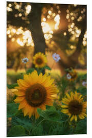 Quadro em PVC Sunflowers and sunrays