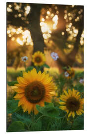 Gallery Print Sonnenblumen und Sonnenstrahlen