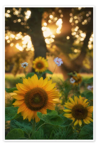 Poster Sunflowers and sunrays