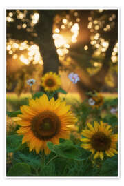 Wandbild Sonnenblumen und Sonnenstrahlen - Martin Podt