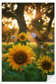 Autocolante decorativo Sunflowers and sunrays