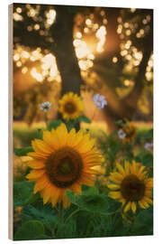 Print på træ Sunflowers and sunrays