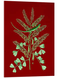 Cuadro de metacrilato Pl.066, Animal and Plant - Mark Catesby