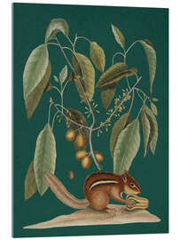 Cuadro de metacrilato Pl.075, Animal and Plant - Mark Catesby