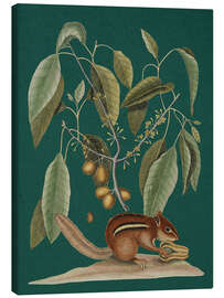 Leinwandbild Pl.075, Tier und Pflanze - Mark Catesby