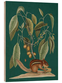 Holzbild Pl.075, Tier und Pflanze - Mark Catesby