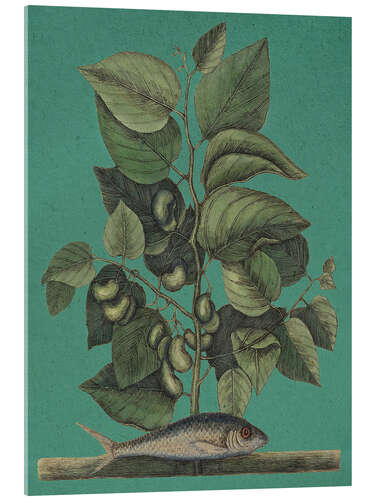 Cuadro de metacrilato Pl.024, Fish and Plant