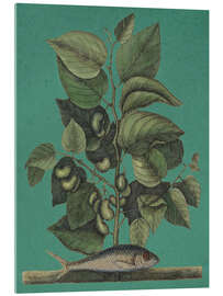 Cuadro de metacrilato Pl.024, Fish and Plant - Mark Catesby