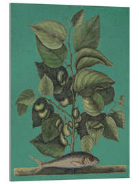 Gallery Print Pl.024, Fisch und Pflanze