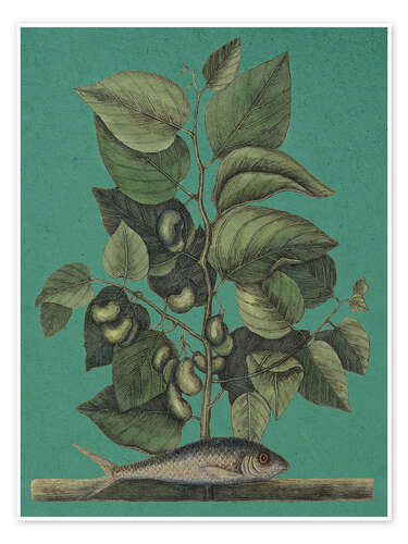 Poster Pl.024, Fish and Plant