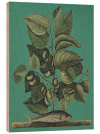 Wood print Pl.024, Fish and Plant - Mark Catesby