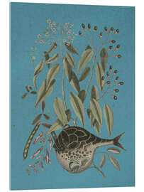 Cuadro de metacrilato Pl. 028, Fish and Plant - Mark Catesby