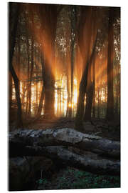 Acrylic print Orange sunrays at sunrise in a forest - Martin Podt