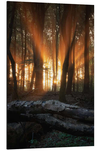 Aluminium print Orange sunrays at sunrise in a forest
