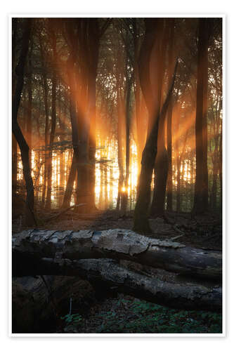 Juliste Orange sunrays at sunrise in a forest