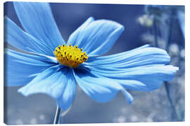 Leinwandbild Cosmea in Blau - Atteloi