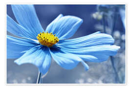 Wall print Cosmea in Blue - Atteloi