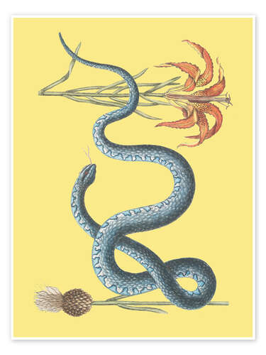 Poster Snake and flower