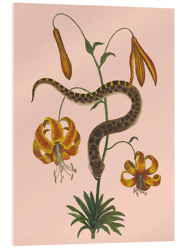 Cuadro de metacrilato Snake and lilies
