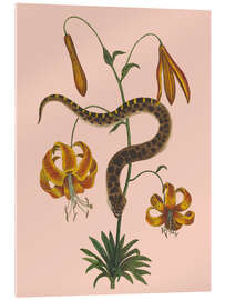 Cuadro de metacrilato Snake and lilies - Mark Catesby