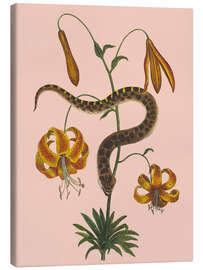 Leinwandbild Schlange und Lilien - Mark Catesby