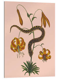Gallery Print Schlange und Lilien