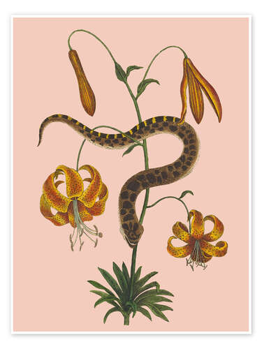 Poster Snake and lilies