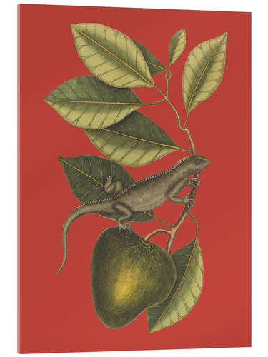 Acrylglasbild Der Leguan (Lacerta Iguana), 1743
