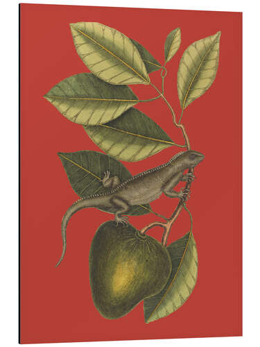 Obraz na aluminium The Guana (Lacerta Iguana), 1743