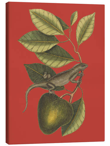 Leinwandbild Der Leguan (Lacerta Iguana), 1743