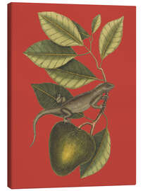 Lienzo The Guana (Lacerta Iguana), 1743 - Mark Catesby