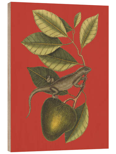 Print på træ The Guana (Lacerta Iguana), 1743