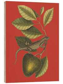 Trebilde The Guana (Lacerta Iguana), 1743 - Mark Catesby