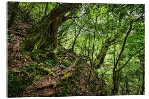 Obraz na szkle akrylowym Ancient trees in the dense forest