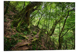 Alubild Uralte Bäume im dichten Wald - Jan Christopher Becke
