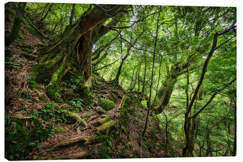 Tableau sur toile Ancient trees in the dense forest