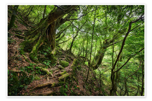 Plakat Ancient trees in the dense forest