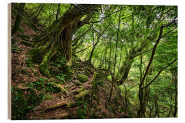 Holzbild Uralte Bäume im dichten Wald - Jan Christopher Becke