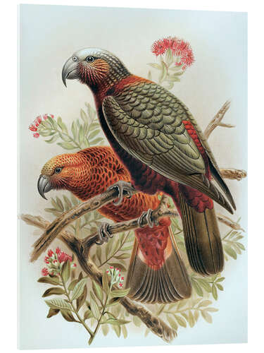 Obraz na szkle akrylowym Kaka parrot and variety Kaka-kura - Johannes Keulemans
