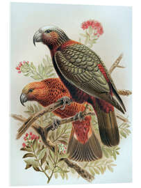 Obraz na szkle akrylowym Kaka parrot and variety Kaka-kura - Johannes Keulemans
