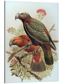 Cuadro de aluminio Kaka parrot and variety Kaka-kura - Johannes Keulemans