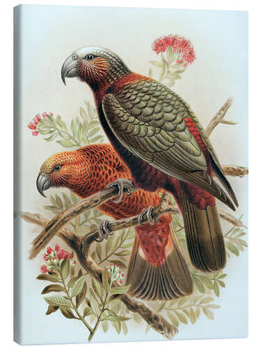 Canvastavla Kaka parrot and variety Kaka-kura - Johannes Keulemans