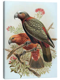 Canvastavla Kaka parrot and variety Kaka-kura - Johannes Keulemans